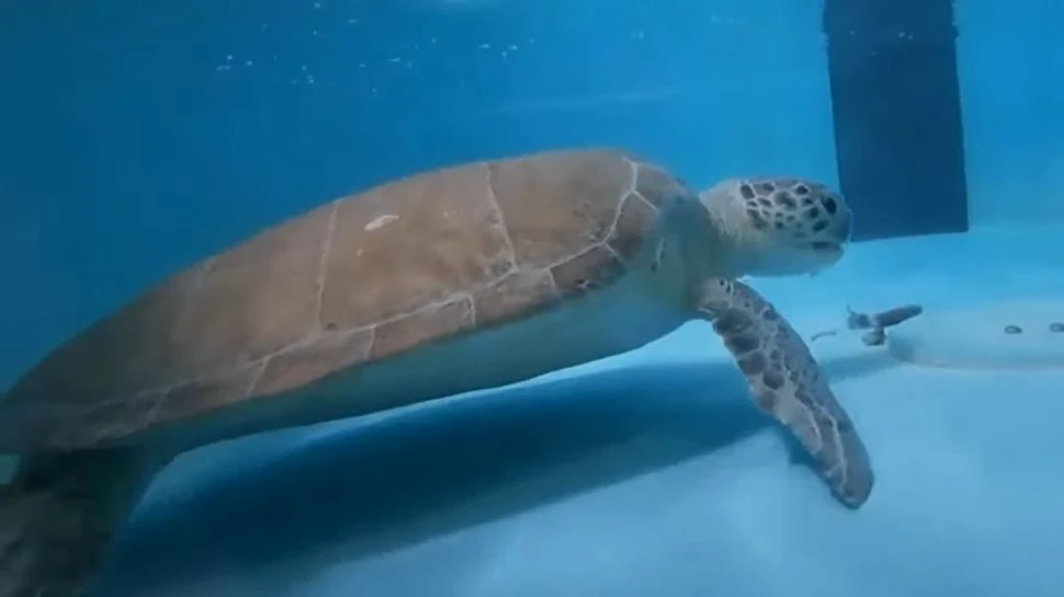 Prima proteză pentru o broască ţestoasă este testată în Thailanda