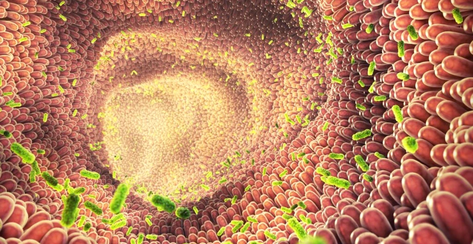 Oamenii de știință au descoperit o nouă toxină care afectează intestinul