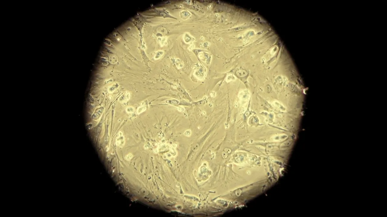 1-celule-stem-embrionare 