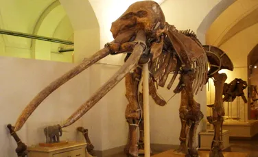 Expoziţie unicat: Scheletul unui mamut de acum 3 milioane de ani
