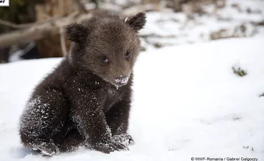 Singurul orfelinat pentru puii de urs din Europa se găseşte în România