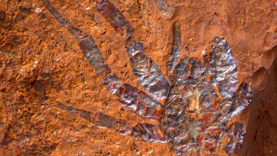 Fosila unui păianjen gigantic de acum 16 milioane de ani, găsită în Australia