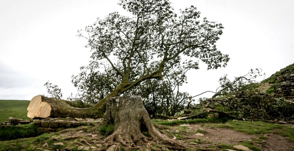 Un copac vechi de 300 de ani, care a apărut în filmul „Robin Hood: Prințul hoților”, a fost tăiat