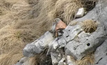 Un șoim surprins imediat după ce și-a capturat prada, în Parcul Natural Bucegi