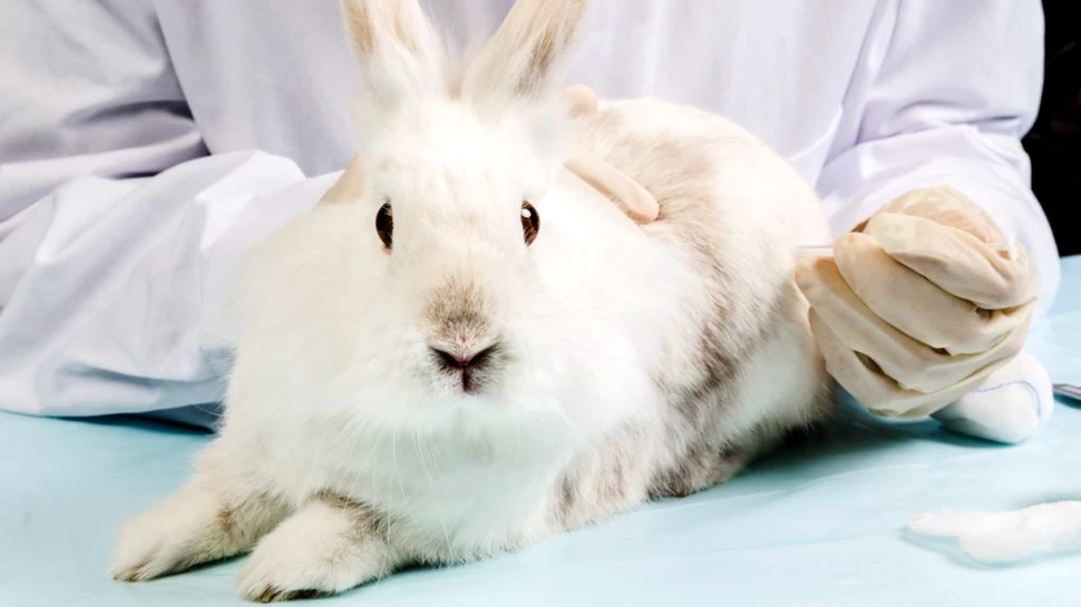 Elveția ar putea deveni prima ţară care interzice testele medicale pe animale