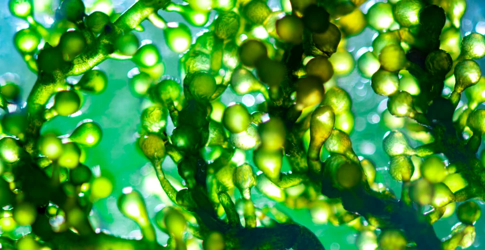 Algele ar putea conține o vitamină esențială pentru vegani