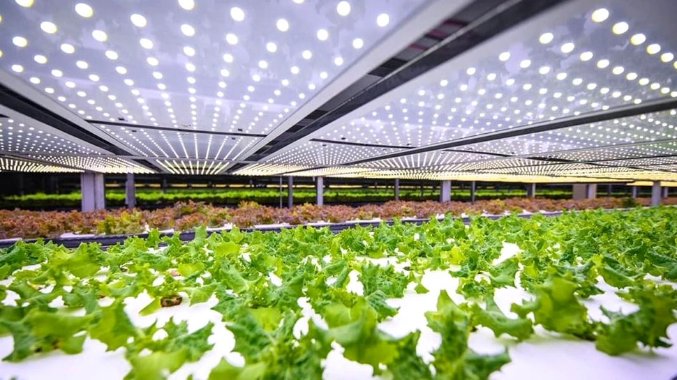 O nouă era pentru agricultură: Cea mai mare fermă verticală din Europa va fi construită în Copenhaga