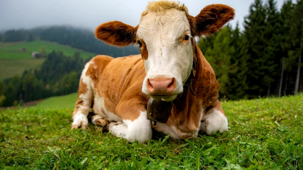 Test de cultură generală. De ce unii fermieri hrănesc vacile cu magneți?