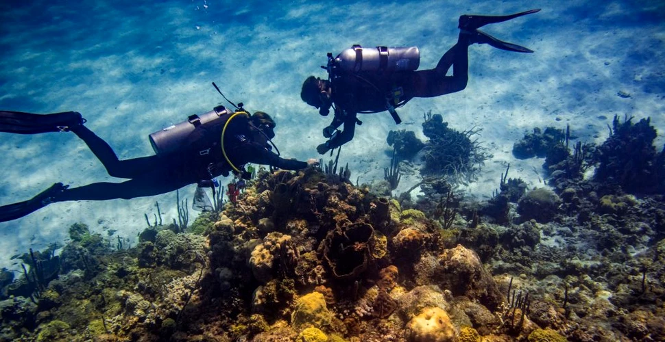 O boală cumplită afectează recifele de corali din Insulele Caraibe. Cercetătorii cred că au aflat o posibilă cauză