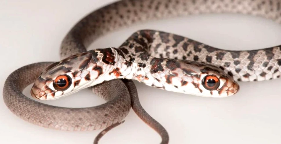 Descoperire neașteptată în Florida: un șarpe cu două capete