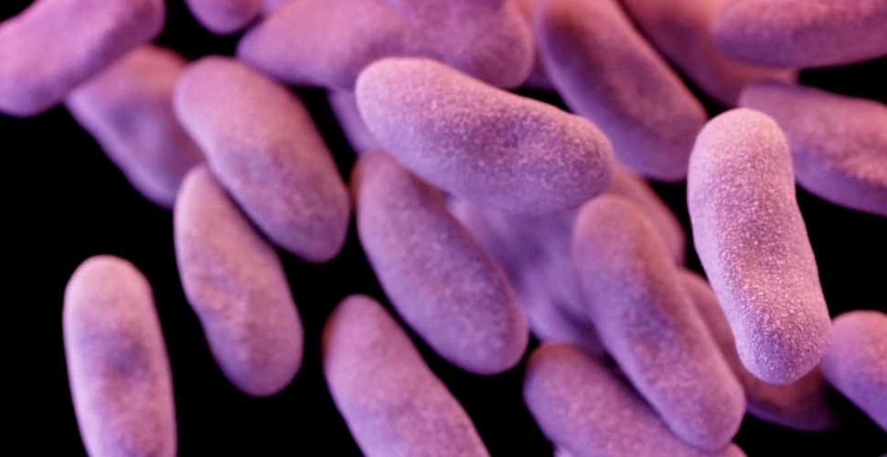 ”Bacteria de coşmar” se răspândeşte în spitalele din Statele Unite. Niciun antibiotic nu are efect asupra ei şi este greu de detectat