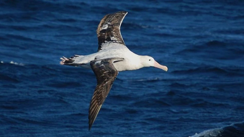 Albatroşii prosperă datorită curenţilor de aer