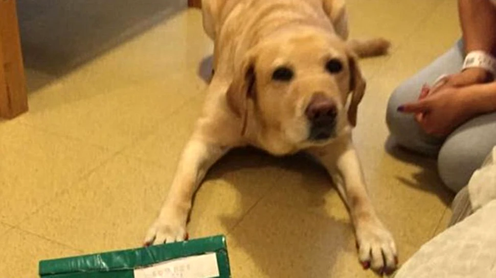 Pare un câine obişnuit, însă un antrenament special l-a făcut erou. Cum reacţionează când simte pericolul iminent