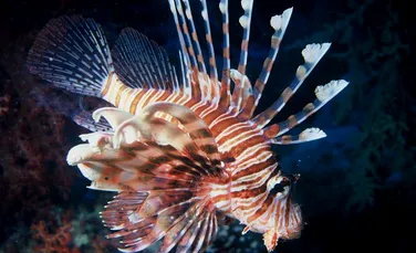 Peştele-leu, una dintre cele mai invazive specii, s-ar putea extinde în tot Oceanul Atlantic