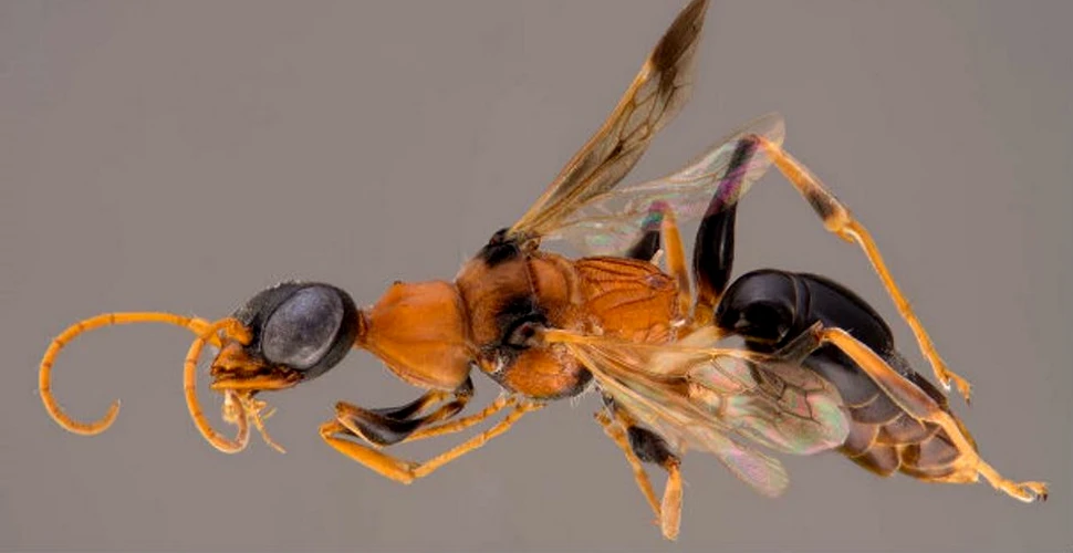 Această viespe îşi transformă prada în adevăraţi ”zombi” – VIDEO