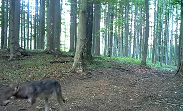 Imagini „foarte rare” cu șase pui de lup și părinții lor, dezvăluite de Romsilva