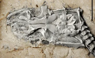 Ce dezvăluie cele mai vechi fosile de piton descoperite vreodată