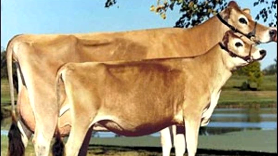 Noua Zeelandă abandonează clonarea animalelor domestice