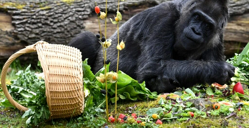 Cea mai bătrână gorilă din captivitate a împlinit 66 de ani