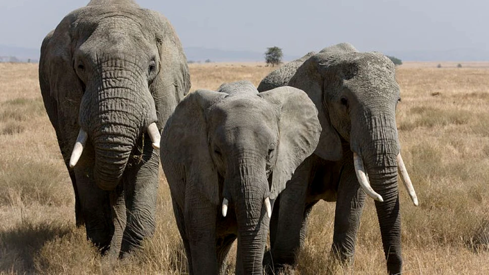 O enigmă legată de „glasul” elefanţilor a fost dezlegată