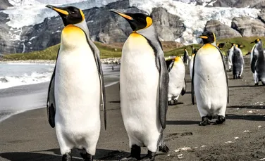 O nouă colonie de pinguini imperiali a fost depistată din spațiu