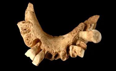 Homo antecessor rescrie istoria Europei