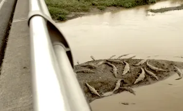Podul crocodililor, cea mai ciudată atracţie turistică din Costa Rica – VIDEO