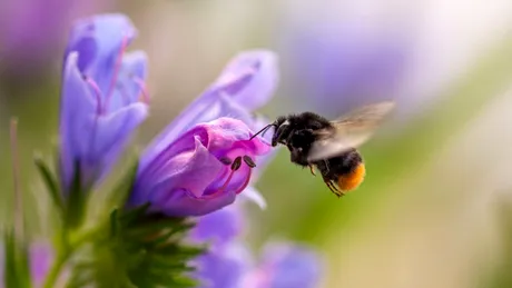 Albinele primesc o șansă în plus: un nou supliment creat pentru a stopa declinul coloniilor