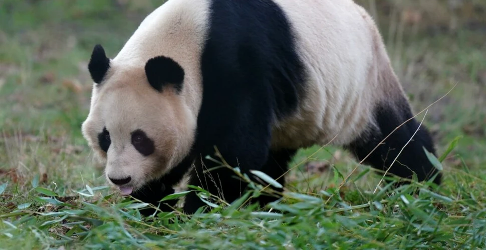 După 12 ani, singurii urși panda gigant din Marea Britanie se întorc în China
