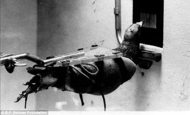 Proiectul bizar din perioada celui de-Al Doilea Război Mondial în care porumbeii au fost antrenaţi pentru a lansa bombe. Cercetarea a ajutat la dezvoltarea unor dispozitive utilizate frecvent în prezent