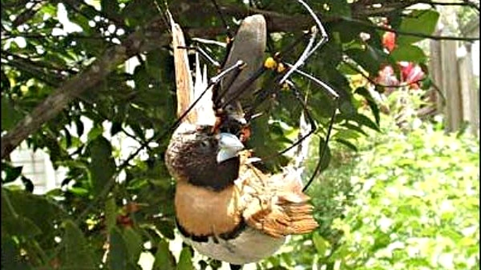 Paianjenii uriasi se hranesc cu pasari