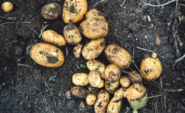 Un nou soi de cartofi poate rezista aceluiași patogen care a cauzat Marea Foamete Irlandeză