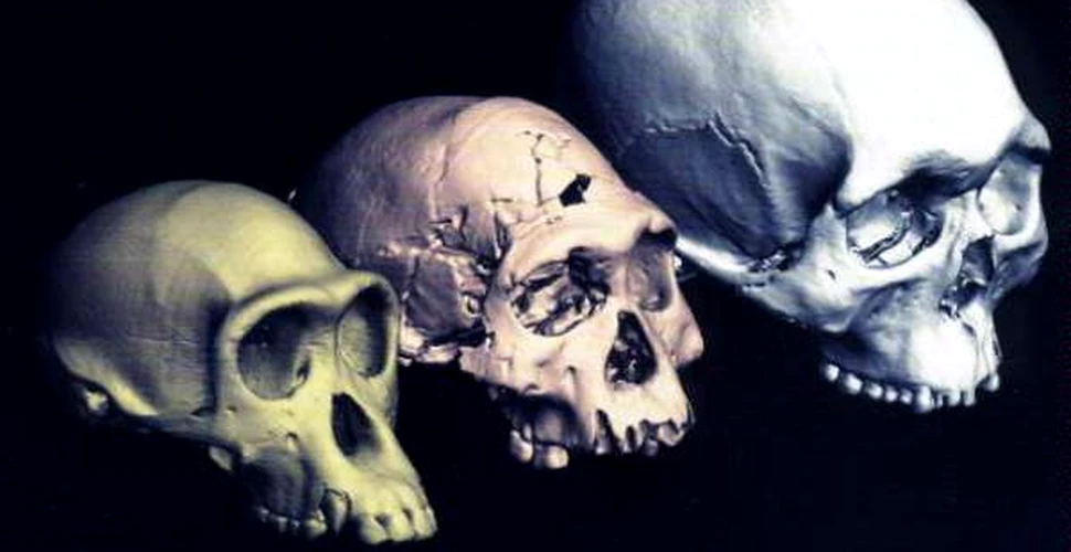 A fost descoperit un al treilea hominid in Siberia