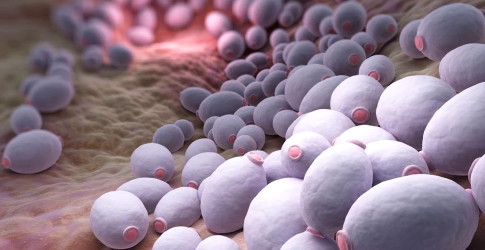 Superbacteria letală care a început să se răspândească în întreaga lume alertează specialiştii