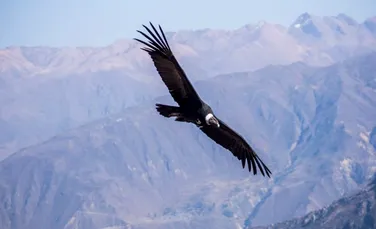 Condorul andin, singura pasăre care poate zbura 160 de km fără să dea din aripi