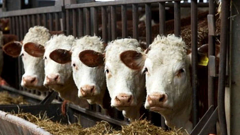 Europenii nu vor sa consume carne clonata