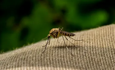 Test de cultură generală. Care animal omoară cei mai mulți oameni?