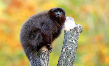 Primatele din Caraibe: ADN-ul străvechi scoate la iveală istoria unei maimuţe misterioase
