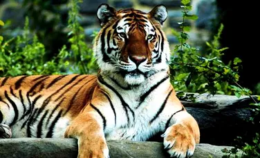 Populatia de tigri a scazut la jumatate