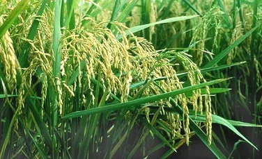 Japonezii caută orezul „imun” la cesiu
