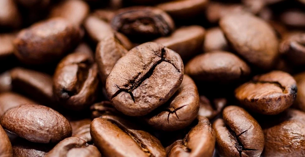 Aceleaşi bacterii ce murează varza sunt responsabile pentru aroma cafelei