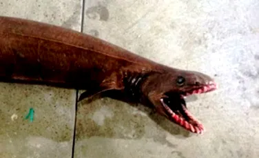 Ce este această creatură cu aspect înfricoşător, pescuită în Australia?