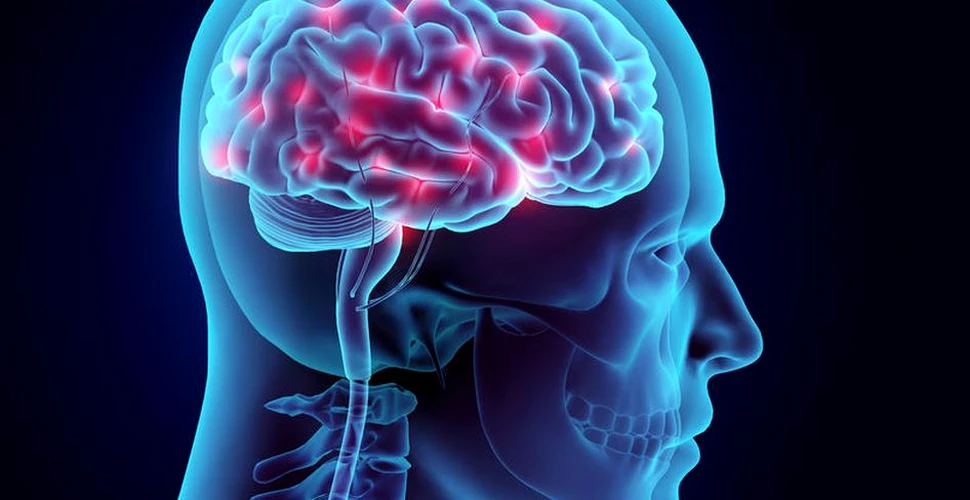 Cercetătorii au descoperit modul în care creierul controlează apetitul