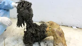 Cea mai veche moleculă de ARN din lume a fost extrasă de la un mamut lânos