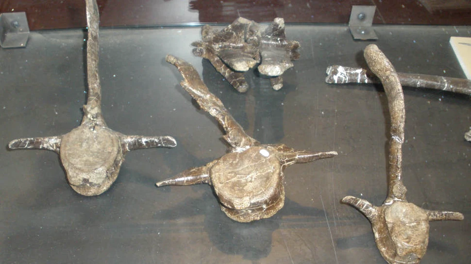 Oamenii de ştiinţă au făcut o descoperire uimitoare la o specie de dinozaur găsită în România
