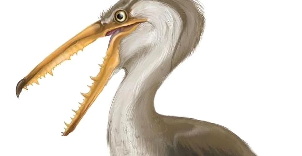 Albatrosii groazei dominau cerurile acum 10 milioane de ani