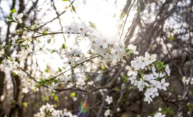 Ce se întâmplă în creier atunci când ziua devine cu doar 20 de minute mai lungă