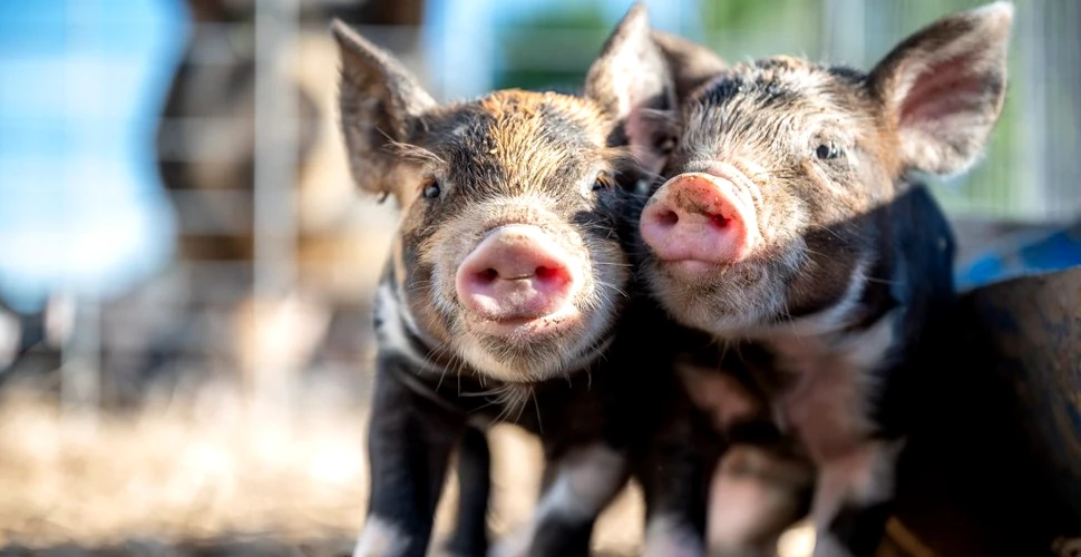 Ce spun porcii atunci când grohăie? Inteligența artificială ne-ar putea răspunde
