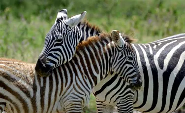 Cum sunt protejate zebrele de dungile care le acoperă întreg corpul?