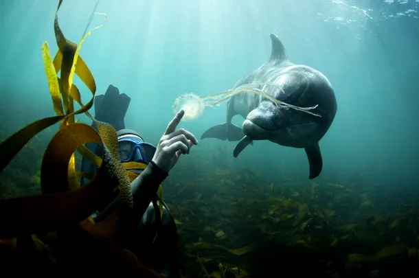 Kate Hamsikova şi un delfin bot gros
